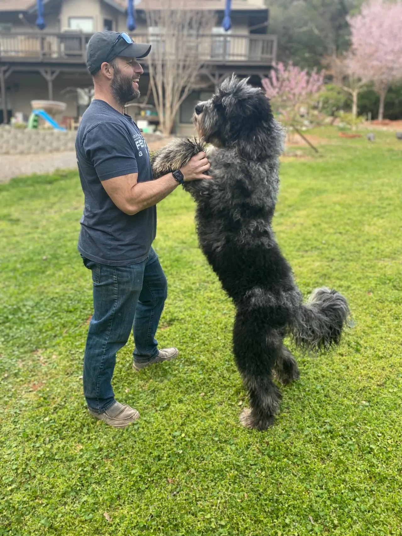 Standard Bernedoodle Boys