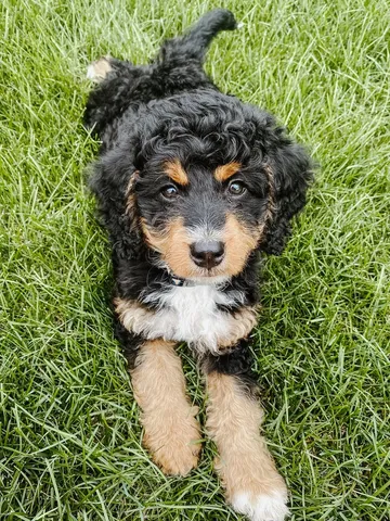 bernedoodles for sale in california